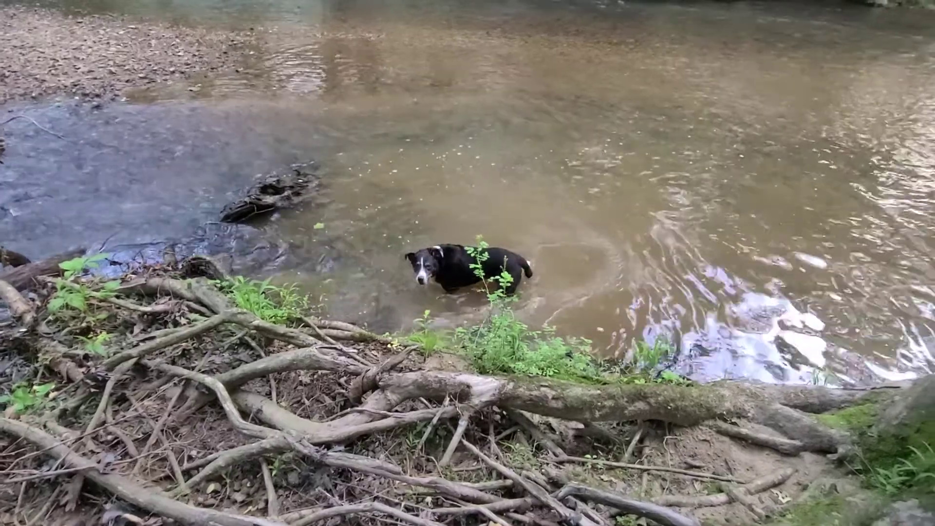 More Head Dunking